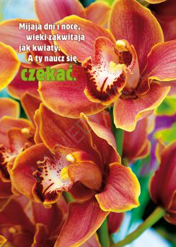 Kartki "Orchidea" - zestaw 120 szt